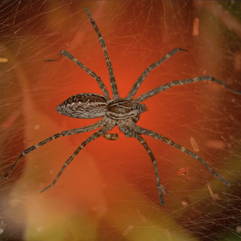 Common lawn spider on grass in The Woodlands, TX