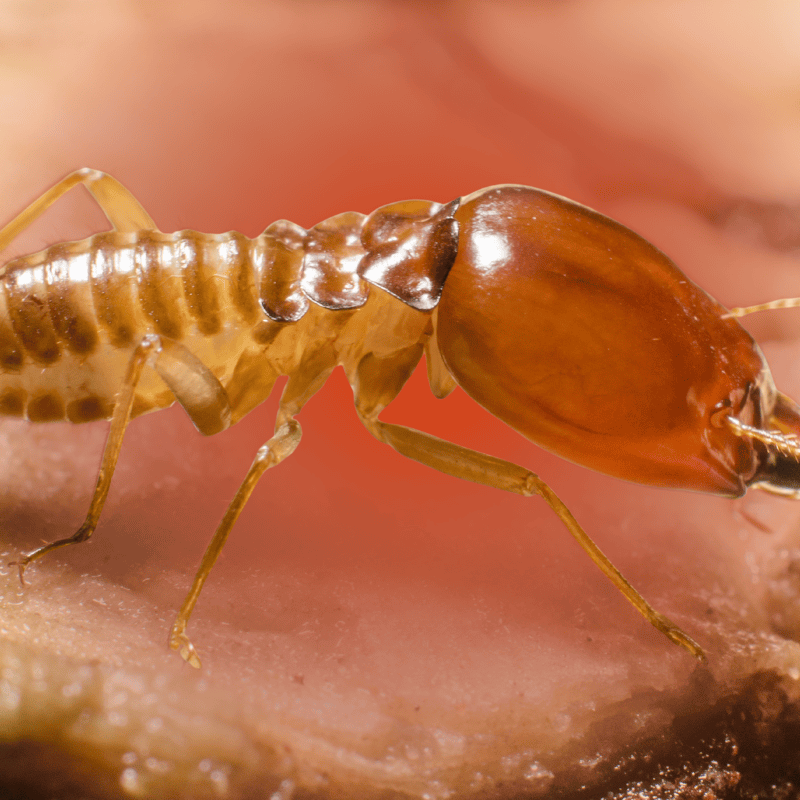 termite bait stations