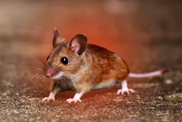 House mouse looking for entry points to get inside a home