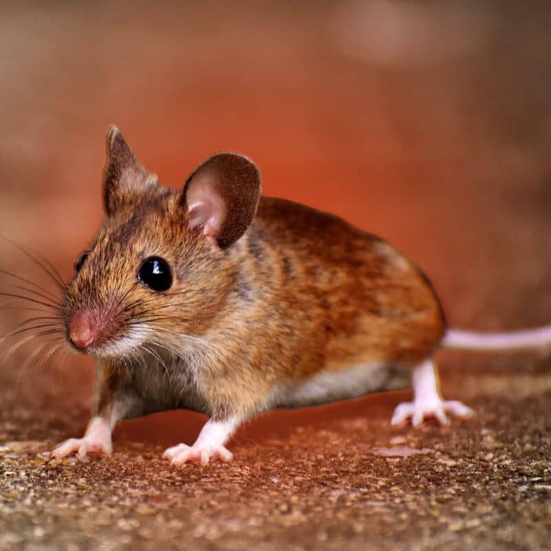 House mouse looking for entry points to get inside a home
